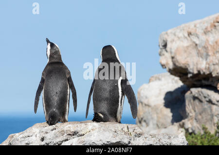 Afrikanische Pinguine (Spheniscus demersus) Stony Point Nature Reserve, Betty's Bay, Western Cape, Südafrika, gefährdete Arten. Jackass Pinguin Stockfoto