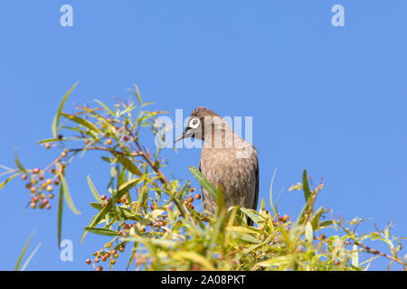 Cape Bulbul (Pycnonotus capensis) Futter für die Beeren auf einem karee Baum (Searsia lancea) im Winter, Western Cape, Südafrika Stockfoto