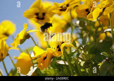 Bumble Bee Fliegen über Gelbe Stiefmütterchen Blumen mit blauem Himmel Hintergrund auf sonnigen Sommern Tag Stockfoto