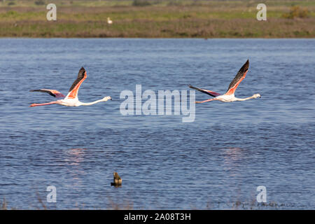 Zwei große Flamingos (Phoenicopterus roseus) fliegen über das Rietvlei Wetlands Reserve, Table Bay Nature Reserve, Kapstadt, Südafrika Stockfoto