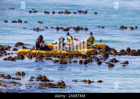 Menschen in Kajaks Kajak unter Kelp Meeresalgen anzeigen Der afrikanische Pinguin (Spheniscus demersus) von Boulders Beach, Simonstown, Cape Town, South Afri Stockfoto