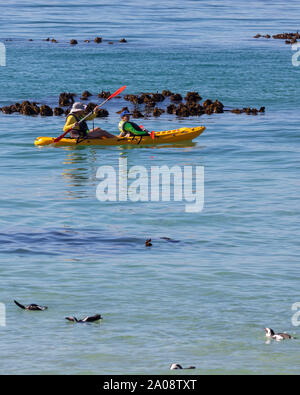 Menschen in Kajaks Kajak unter Kelp Meeresalgen anzeigen Der afrikanische Pinguin (Spheniscus demersus) von Boulders Beach, Simonstown, Cape Town, South Afri Stockfoto