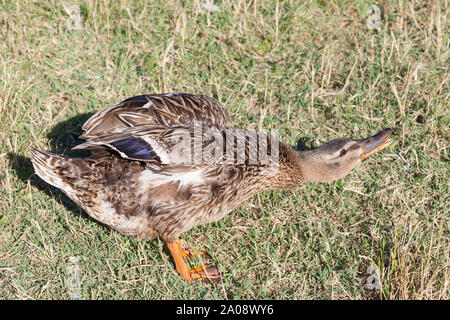Weibliche Stockente (Anas platyrhynchos) stretching Flügel und Quakend, Sant'Erasmo, Venedig, Italien Stockfoto