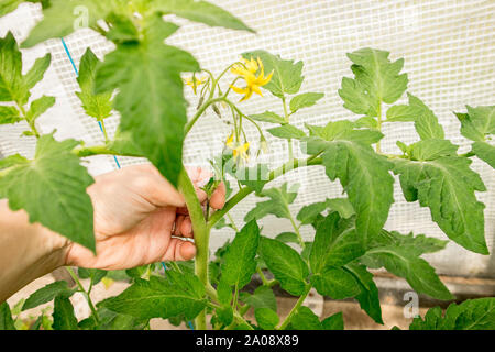 Nahaufnahme der Frau Handbremse reißt die exzessiven Triebe ab, die auf dem Tomatenpflanzenstamm im Gewächshaus wachsen, so dass die Pflanze mehr Nahrung davon bekommt Stockfoto