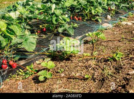 Neue strawberry Pflanzen wachsen neben dem Feld für die Verwendung zu Hause Garten. Läufer können zugeordnet werden, um sie zu ermutigen, Wurzel zu nehmen Abschneiden und gepflanzt. Stockfoto