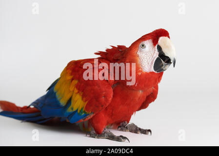 Ara Red Parrot sitzen auf weißem Hintergrund anzeigen Stockfoto