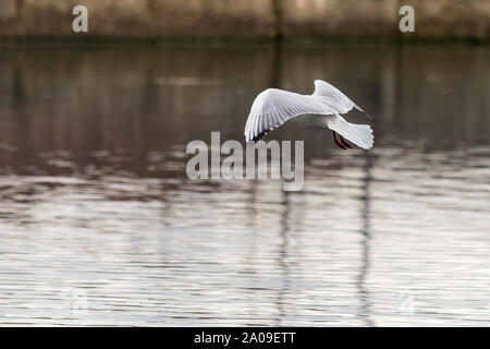 Red billed Gull auf der Steht Kultuchnoye See in Petropavlovsk-Kamchatskiy, Russland fliegen. Stockfoto