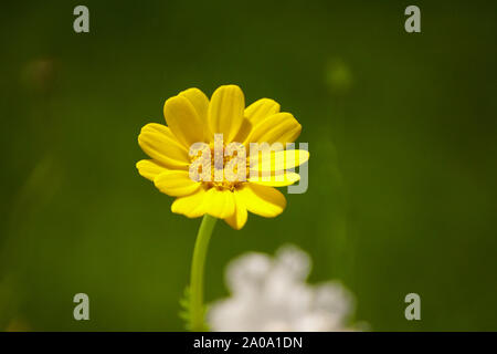 Bunte Wildflower, bunte Wildflower, Grüner Hintergrund, Gelb Daisy, gelbe Blume, euryops Pectinatus Stockfoto