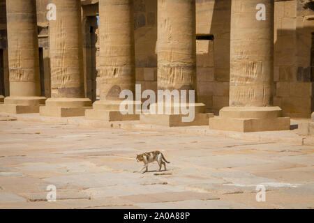 Ägypten. Katze in porticado Zugang zum Tempel, der der Göttin Isis geweiht. Philae Stockfoto