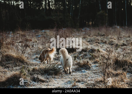 Ansicht der Rückseite zwei Hunde zu Fuß durch Heide Stockfoto