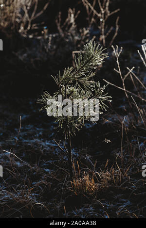 Pine Tree Bäumchen im Winter Stockfoto