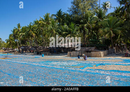 Ngapali Beach. Myanmar. 02.08.13. Die burmesische Frauen ausbreiten Fisch in den frühen Morgen die Sonne in der Nähe des Fischerdorf am Ngapali Beach zu trocknen in Myanma Stockfoto