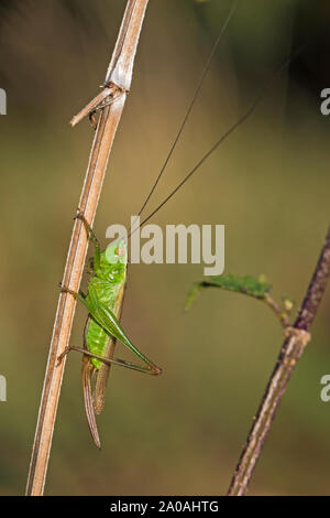 Langem Außengewinde - geflügelte Pfeilspitze Bush - Kricket (Conocephalus verfärben), Cambridgeshire, England, Großbritannien Stockfoto
