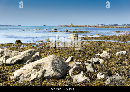 Nahaufnahme, Ansicht von Algen und Seetang Betten bei Ebbe auf einer idyllischen Strand in Frankreich Stockfoto