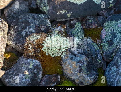 Flechten kuvertieren runden Steinen. Nördliche Breite. White Moss unter den Steinen. Stockfoto