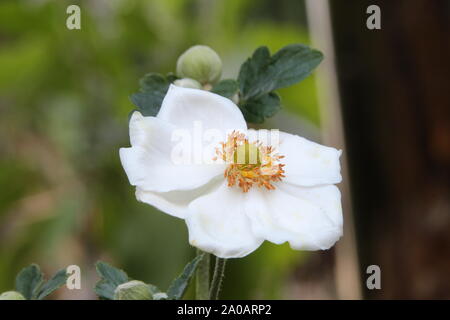 Eine weiße Anemone auf einem grünen und braunen Hintergrund Stockfoto