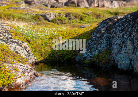 Der Himmel ist in einer kleinen Pfütze wider. Das klare Wasser ist von Moos und Flechten, grünes Gras und Steinen umgeben. Steinblock ist in Nieder Stockfoto
