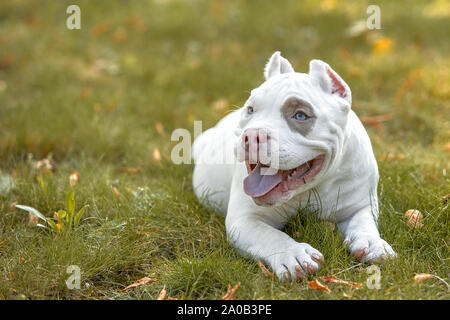 American bully Hund liegt auf dem Rasen Gras Stockfoto