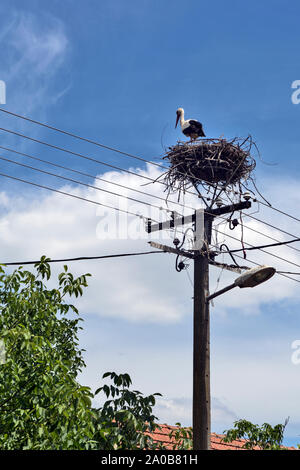 Der Storch wohnt und Rassen Junge in einem Nest von Menschen auf dem Gebiet der Elektrizität. Stockfoto