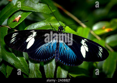 Blau Doris longwing Schmetterling Bild im Regenwald von Panama genommen Stockfoto