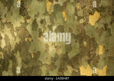 Beschaffenheit der Rinde des Platanus Baum. Stockfoto