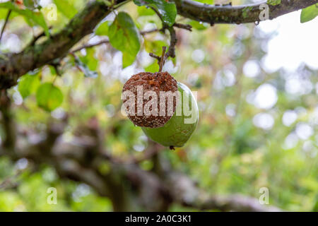 In der Nähe der faulen Apfel an einem Baum, mit einem gesunden grünen Apfel im Hintergrund Stockfoto