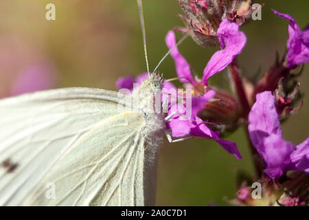 Kohlweißling (Pieris rapae) Stockfoto