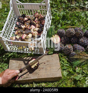 Natürliche Medizin. Schneiden von Pinus Cembra Tannenzapfen für die Herstellung von Balsamico-Sirup Stockfoto