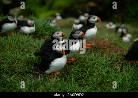 Ein papageientaucher Familie in Island Stockfoto