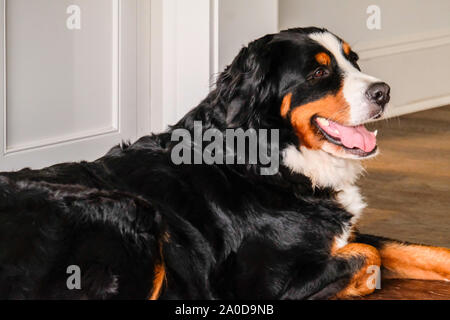 Zwei verspielte junge Berner Sennenhunde im Hinterhof Stockfoto