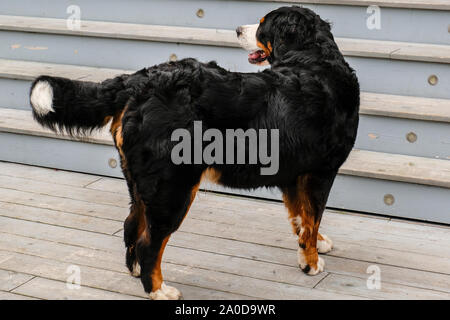 Zwei verspielte junge Berner Sennenhunde im Hinterhof Stockfoto