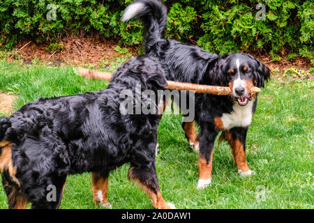Zwei verspielte junge Berner Sennenhunde im Hinterhof Stockfoto