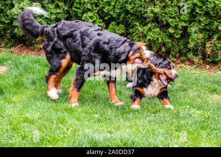 Zwei verspielte junge Berner Sennenhunde im Hinterhof Stockfoto