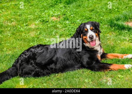 Zwei verspielte junge Berner Sennenhunde im Hinterhof Stockfoto