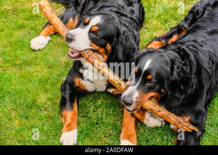Zwei verspielte junge Berner Sennenhunde im Hinterhof Stockfoto