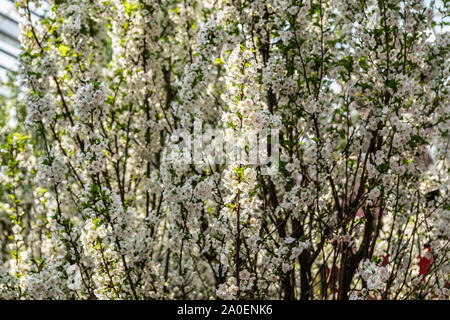 Singapur - 22. März 2019: die Gärten an der Bucht, die Blume Kuppel. Wand der weiß blühenden Japanischen Kirschbäume. Stockfoto