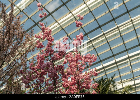 Singapur - 22. März 2019: die Gärten an der Bucht, die Blume Kuppel. Nahaufnahme des Japanischen Roten Kirschblüten mit Glas Decke der Kuppel über Sie. Stockfoto