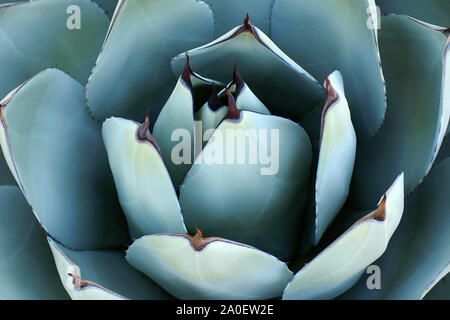 Overhead Nahaufnahme der Agave. Scharfe, Spitze, saftigen Agave Blätter bilden ein abstraktes Muster. Hintergrund Agave Blätter mit scharfen Dornen. Stockfoto