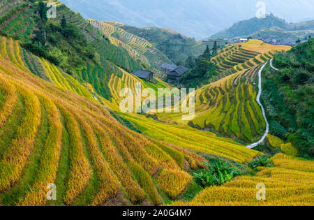 Majestic Reisterrassen in das Dorf Ping ein, Longsheng County, Guangxi Province, China. Stockfoto