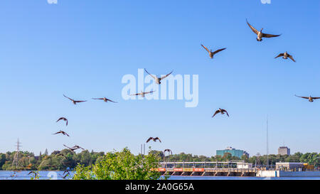 Ein Strang der Kanada Gänse ist Fliegen in die Richtung des Betrachters, über einen Fluss. Stockfoto