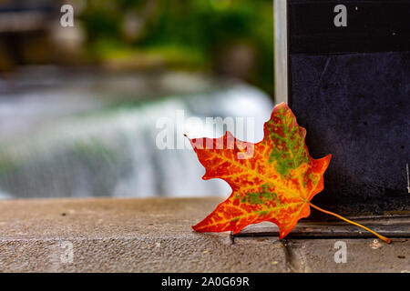 Ein maple leaf ist rot und orange im Herbst, und nun lehnte sich gegen eine Unterstützung auf einem Felsvorsprung, mit einer unscharfen Wasserfall hinter. Stockfoto