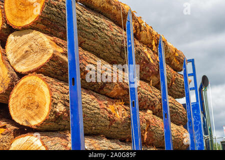 Eine Protokollierung Lkw mit blauen Balken trägt mehrere frisch geschnittenen Baum anmeldet. Das Holz ist bereit für den Transport in Holz geschnitten werden. Stockfoto