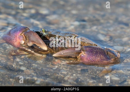 Golf Stone Crab (crescentia Adina) Close up, Galveston, Texas, USA Stockfoto