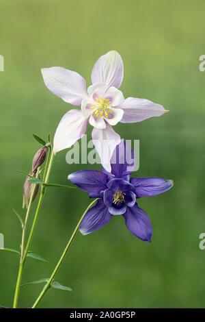 Nordamerika; USA; Montana; Pflanzen; Wildblumen; Westliche Akelei, Aquilegia Formosa; Stockfoto