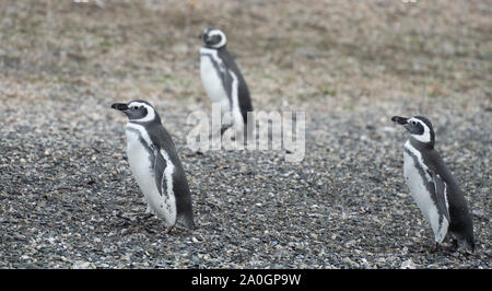 Eine lustige kleine Pinguin. Auf Hammer Insel im Beagle Kanal, Argentinien genommen