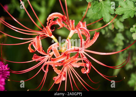 Lycoris radiata (rote Spinnenlilie, Höllenblume, rote Zauberlilie, Tagundnachtblüte, Hurrikanlilie oder Auferstehungslilie) Blüten blühen im frühen Herbst. Stockfoto