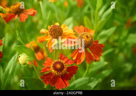 Nahaufnahme des roten und orangen heleniums (Niesen), das im Herbst wächst. Stockfoto