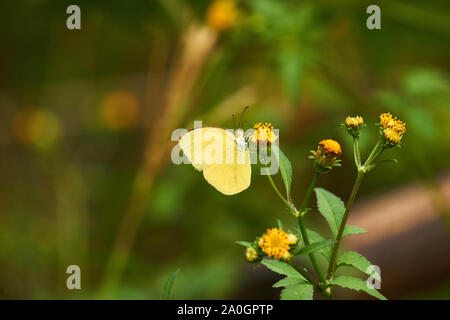 EUREMA hecabe common grasgelb Schmetterling landet auf orange Blütenknospen für Nektar. Stockfoto