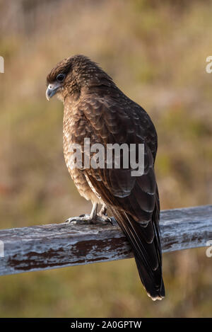 Die chimango Karakara ia einen Raptor Vogel das Leben in Patagonien in Argentinien und Chile Stockfoto
