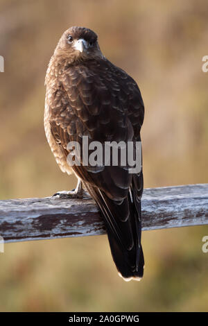 Die chimango Karakara ia einen Raptor Vogel das Leben in Patagonien in Argentinien und Chile Stockfoto